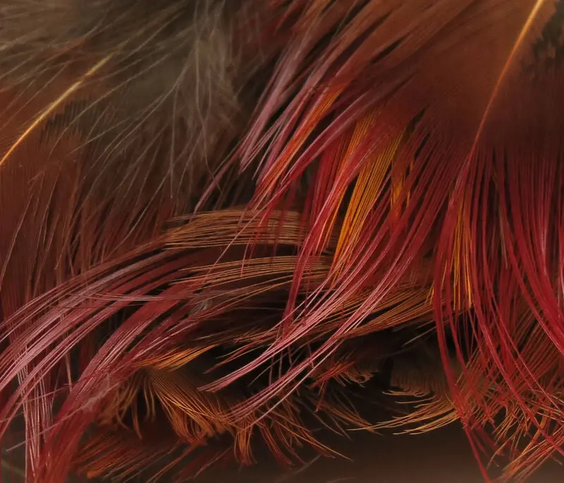 Hareline Golden Pheasant Tail Feathers for Fly Tying
