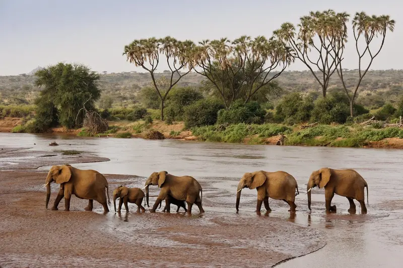 North Kenya Wildlife Conservation Safari