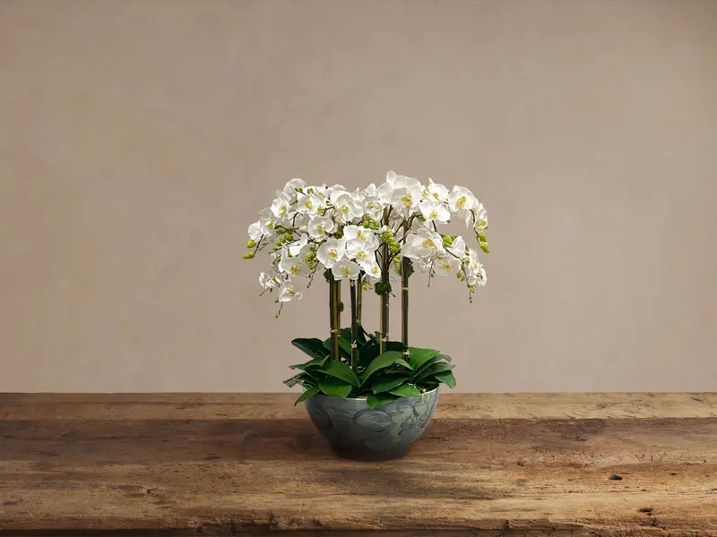 White Orchid Arrangement in Painted Ceramic Bowl
